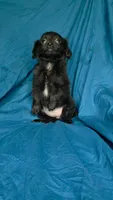 Perla, a female Chihuahua for sale in Saint Louis, MO – 2 of 2
