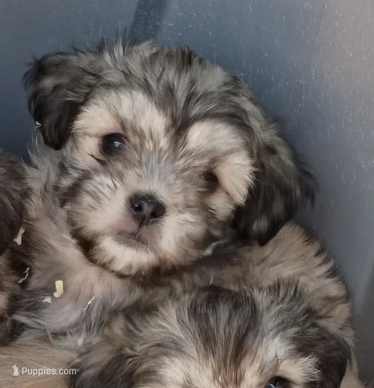 Chloe – Maltese, Yorkshire Terrier puppy for sale in Saint Louis, MO