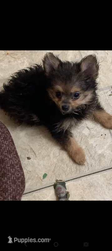 Wolfy  – Pomeranian puppy for sale in Saint Louis, MO