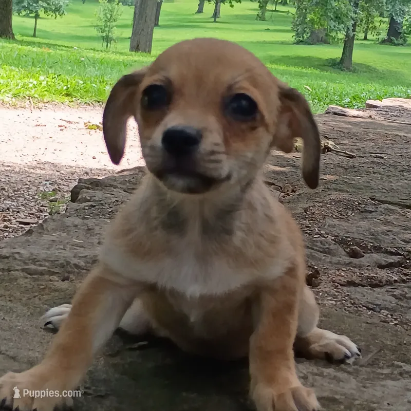 Churro – Dachshund, Chihuahua puppy for sale in Saint Louis, MO