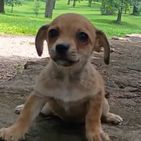 Churro, a male Dachshund and Chihuahua for sale in Saint Louis, MO – 1 of 5