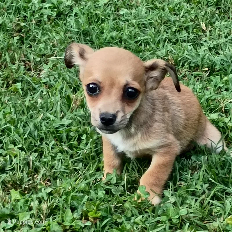 Churro – Dachshund, Chihuahua puppy for sale in Saint Louis, MO