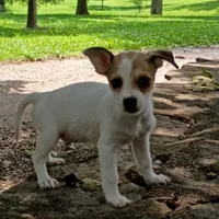 Perry, a male Dachshund and Chihuahua for sale in Saint Louis, MO – 4 of 4