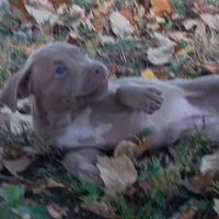 Lila, a female American Pit Bull Terrier for sale in Saint Louis, MO – 2 of 4