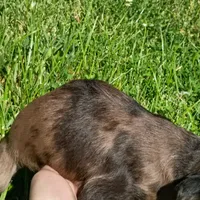 Blue Merle 💙 Tinkerbell, a female Dachshund and Cocker Spaniel for sale in Saint Louis, MO – 5 of 6