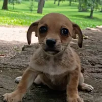 Churro, a male Dachshund and Chihuahua for sale in Saint Louis, MO – 2 of 5
