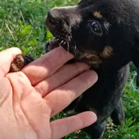 Marla, a female Chihuahua and Miniature Pinscher for sale in Saint Louis, MO – 4 of 4