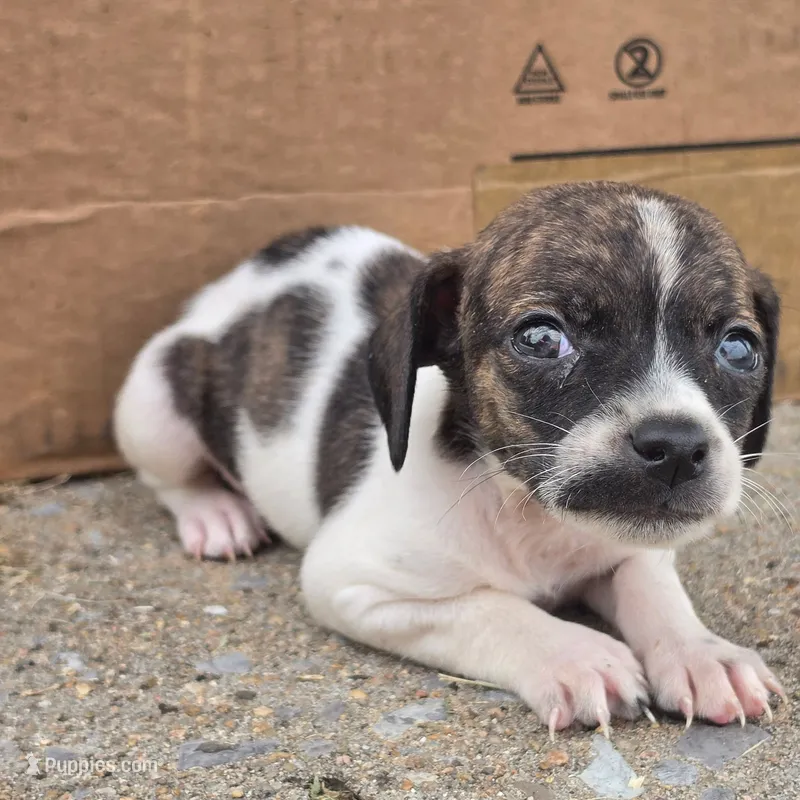 Bugsy Mustachio – Chihuahua, Miniature Dachshund puppy for sale in Saint Louis, MO