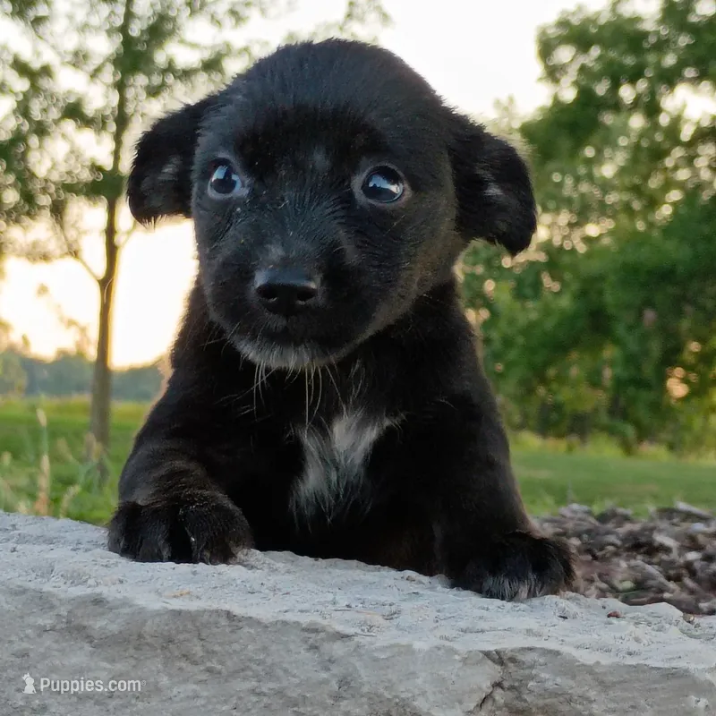 Sailor – Chihuahua, Miniature Pinscher puppy for sale in Saint Louis, MO