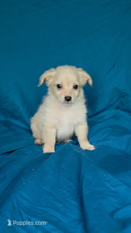 Paco – Chihuahua puppy for sale in Saint Louis, MO