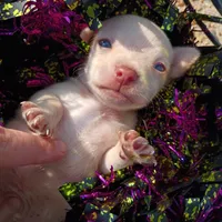 Less than 1lbs "Casper" , a male Chihuahua for sale in Saint Louis, MO – 2 of 6