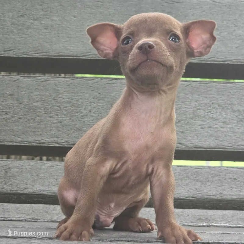 Micro Stewart Little  – Chihuahua puppy for sale in Saint Louis, MO