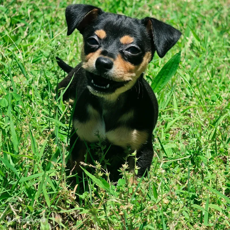 Malanie – Chihuahua puppy for sale in Saint Louis, MO