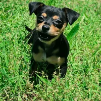 Malanie, a female Chihuahua for sale in Saint Louis, MO – 1 of 3