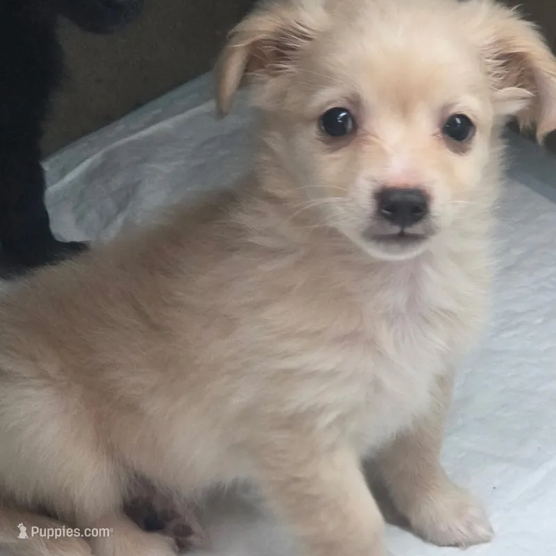 Mito – Chihuahua puppy for sale in Saint Louis, MO