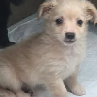Mito, a male Chihuahua for sale in Saint Louis, MO – 1 of 1