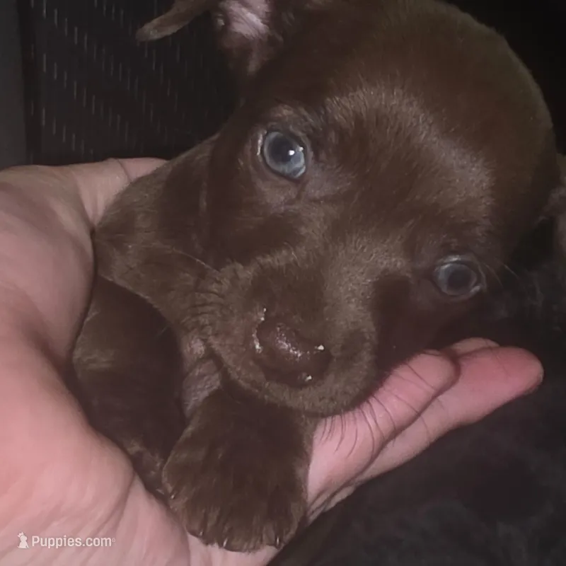 Truffles – Chihuahua puppy for sale in Saint Louis, MO