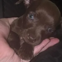 Truffles, a male Chihuahua for sale in Saint Louis, MO – 1 of 4