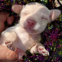 Less than 1lbs "Casper" , a male Chihuahua for sale in Saint Louis, MO – 3 of 6