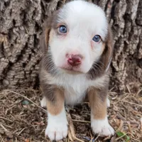 Toad , a male Dachshund and Toy Australian Shepherd for sale in Saint Louis, MO – 3 of 4