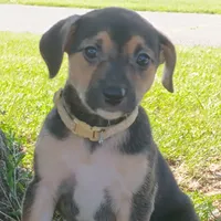 Belle, a female Dachshund and Chihuahua for sale in Saint Louis, MO – 4 of 5