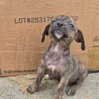 Penny , a male Chihuahua and Miniature Dachshund for sale in Saint Louis, MO – 3 of 3
