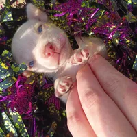 Less than 1lbs "Casper" , a male Chihuahua for sale in Saint Louis, MO – 5 of 6