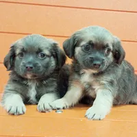 Squishy , a female Shih Tzu and Yorkshire Terrier for sale in Saint Louis, MO – 4 of 5