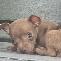 Micro Stewart Little , a male Chihuahua for sale in Saint Louis, MO – 4 of 6