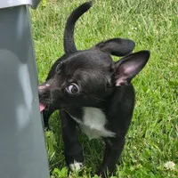 Sparky, a male Chihuahua for sale in Saint Louis, MO – 2 of 3