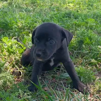 Theodore , a male Chihuahua and Miniature Pinscher for sale in Saint Louis, MO – 3 of 4