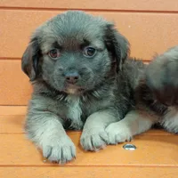 Teddy, a male Shih Tzu and Yorkshire Terrier for sale in Saint Louis, MO – 1 of 4