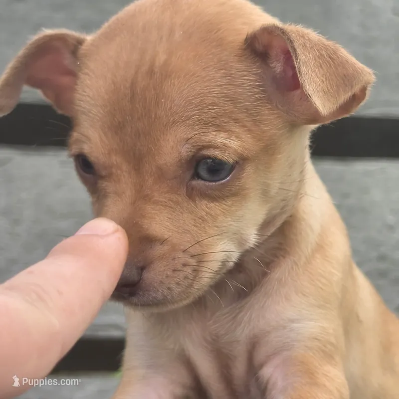 Cinnabon – Chihuahua puppy for sale in Saint Louis, MO