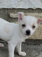 Tiny Rico, a male Chihuahua for sale in Saint Louis, MO – 3 of 3