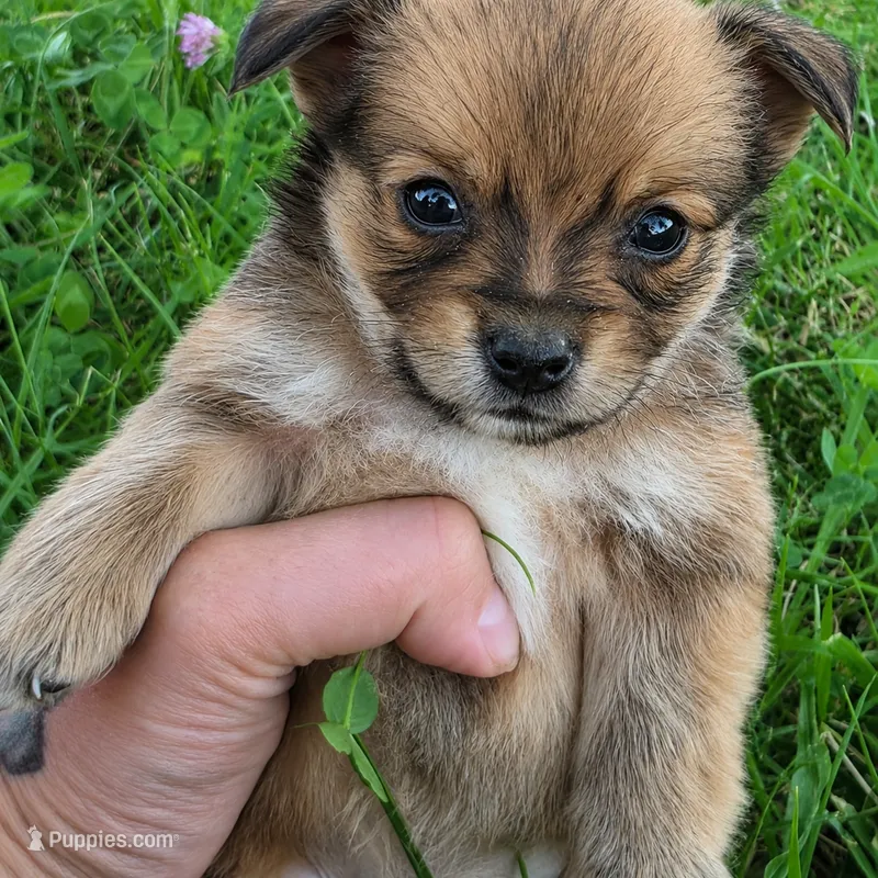 Tiny Super Plush Fox – Chihuahua puppy for sale in Saint Louis, MO