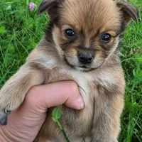 Tiny Super Plush Fox, a male Chihuahua for sale in Saint Louis, MO – 1 of 1