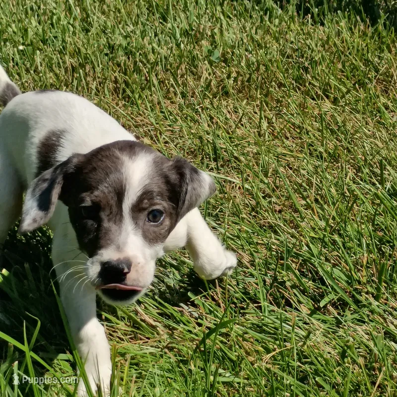 MERLE AND WHITE jammy! – Dachshund, Cocker Spaniel puppy for sale in Saint Louis, MO