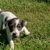 MERLE AND WHITE jammy!, a female Dachshund and Cocker Spaniel for sale in Saint Louis, MO – 1 of 3