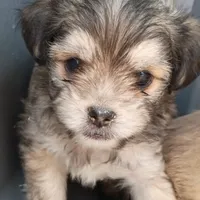 Todd, a male Maltese and Yorkshire Terrier for sale in Saint Louis, MO – 3 of 3