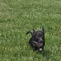 Sparky, a male Chihuahua for sale in Saint Louis, MO – 3 of 3