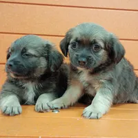 Squishy , a female Shih Tzu and Yorkshire Terrier for sale in Saint Louis, MO – 3 of 5