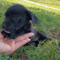 Supea, a female Chihuahua and Miniature Pinscher for sale in Saint Louis, MO – 3 of 4