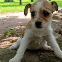 Ezzy, a female Dachshund and Chihuahua for sale in Saint Louis, MO – 3 of 5