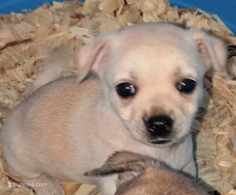 Sasha – Chihuahua puppy for sale in Saint Louis, MO