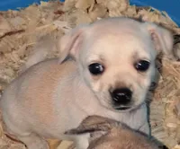 Sasha, a female Chihuahua for sale in Saint Louis, MO – 1 of 2