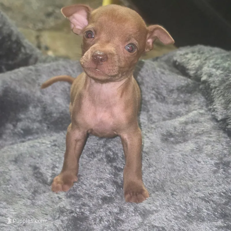 Stewart Little  – Chihuahua puppy for sale in Saint Louis, MO