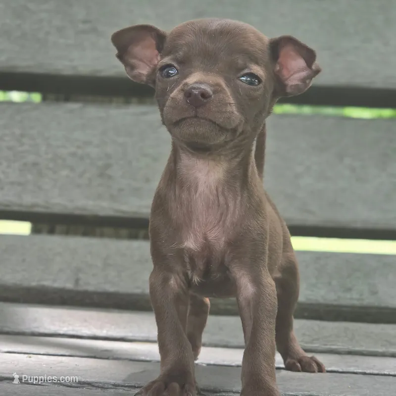 Micro Godiva – Chihuahua puppy for sale in Saint Louis, MO