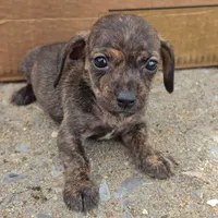 Mario , a male Chihuahua and Miniature Dachshund for sale in Saint Louis, MO – 1 of 1