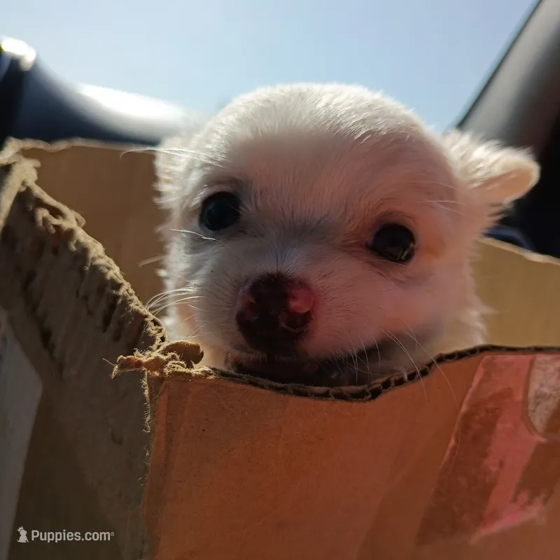 Casper – Chihuahua puppy for sale in Saint Louis, MO