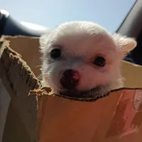Casper, a male Chihuahua for sale in Saint Louis, MO – 1 of 4